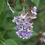 Syringa vulgaris Albert F. Holden — photo 1