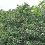 Syringa vulgaris Albert F. Holden — photo 2