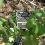 Syringa vulgaris Alphonse Lavalle — photo 1