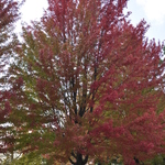Acer freemanii 'Autumn Blaze' — photo 2