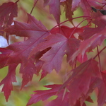 Acer freemanii 'Autumn Blaze' — photo 3