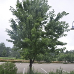 Acer freemanii 'Autumn Blaze' — photo 4