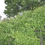 Syringa vulgaris Charles Joly — photo 2
