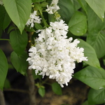 Syringa vulgaris Madame Lemoine — photo 1