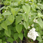 Syringa vulgaris Madame Lemoine — photo 2