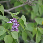 Syringa vulgaris Paul Thirion — photo 1