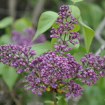 Syringa vulgaris Paul Thirion — photo 2