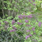 Syringa vulgaris Paul Thirion — photo 3