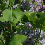 Syringa vulgaris President Grevy — photo 1