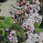 Syringa vulgaris President Grevy — photo 2