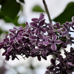 Syringa vulgaris Sensation — photo 1