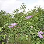 Syringa vulgaris Sensation — photo 2