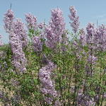 Syringa x hyacinthiflora 'Assessippi' — photo 2