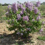 Syringa x hyacinthiflora 'Assessippi' — photo 3
