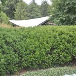 Taxus x media 'Hicksi' — photo 1