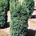 Taxus x media 'Hicksi' — photo 2