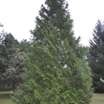 Thuja plicata 'Atrovirens' — photo 2