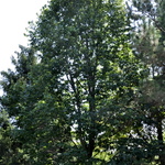 Tilia americana — photo 4