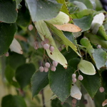 Tilia americana 'Redmond' — photo 2