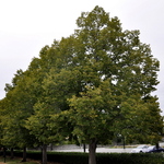 Tilia americana 'Redmond' — photo 3