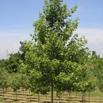 Acer freemanii 'Autumn Fantasy' — photo 3