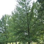 Acer freemanii 'Autumn Fantasy' — photo 4