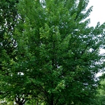 Acer freemanii 'Autumn Fantasy' — photo 2