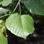 Tilia americana MckSentry American Sentry — photo 2