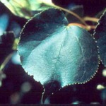 Tilia cordata Corzam Corinthian — photo 2