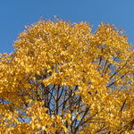 Tilia cordata Corzam Corinthian — photo 3