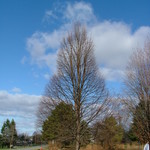 Tilia cordata Corzam Corinthian — photo 5