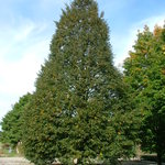 Tilia cordata Corzam Corinthian — photo 6