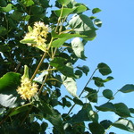 Tilia cordata Corzam Corinthian — photo 7