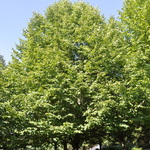 Tilia cordata Shamrock — photo 2