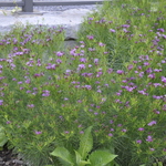 Veronica peduncularis Georgia Blue — photo 1