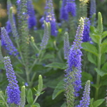 Veronica spicata 'Sunny Border Blue' — photo 1
