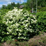 Viburnum Emerald Triumph — photo 1