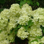 Viburnum Emerald Triumph — photo 2