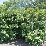 Viburnum Emerald Triumph — photo 3