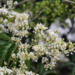 Viburnum Eskimo — photo 1