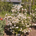 Viburnum Eskimo — photo 2