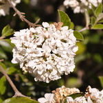 Viburnum Eskimo — photo 3