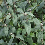 Viburnum rhytidophylloides Willowwood — photo 1