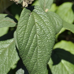 Viburnum rhytidophylloides Willowwood — photo 2