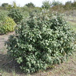 Viburnum rhytidophylloides Willowwood — photo 3