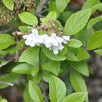 Viburnum utile 'Eskimo' — photo 1