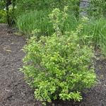 Viburnum utile 'Eskimo' — photo 2