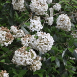 Viburnum utile 'Eskimo' — photo 3