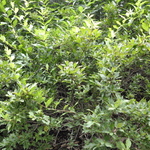 Weigela florida Red Prince — photo 2