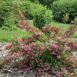 Weigela florida Red Prince — photo 3
